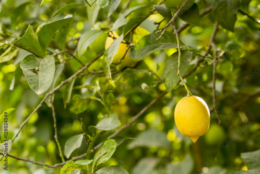 Limon Ağacı Limon Ağacı