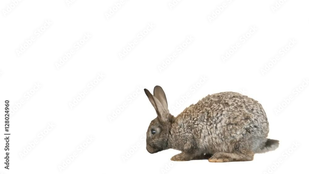 funny rabbit