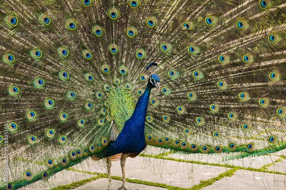 Naklejka premium Peacock