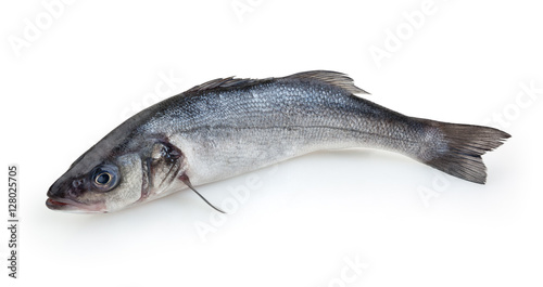 Seabass isolated on white background with clipping path