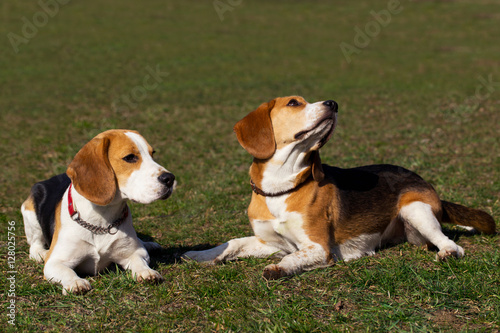 dogs breed beagle © deviddo