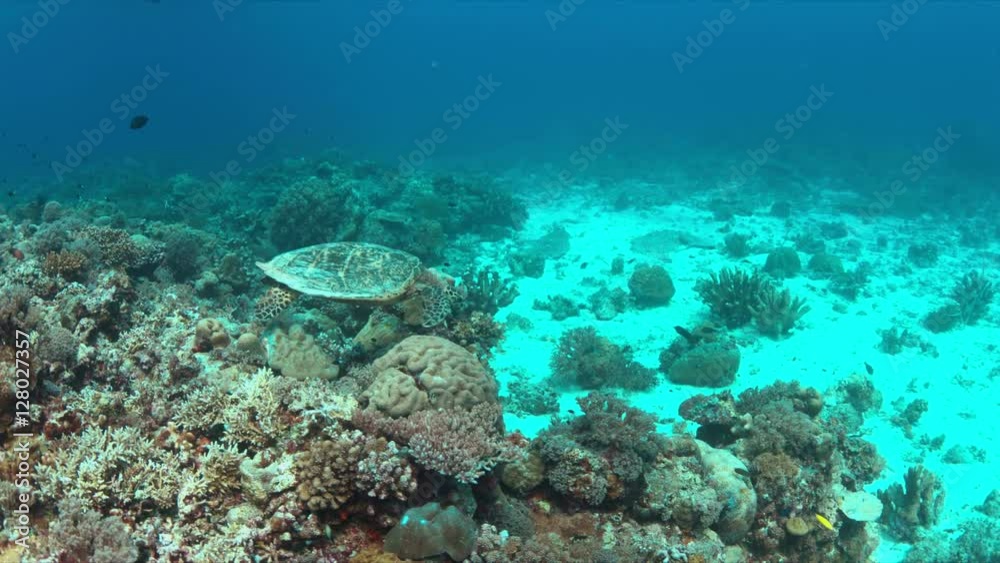 Hawksbill turtle on a Coral reef with plenty fish. Light reflections, sunrays 4k footage Hawksbill turtle on a Coral reef with plenty fish. Light reflections, sunrays 4k footage