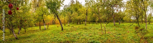 Apple orchard at cloudy day