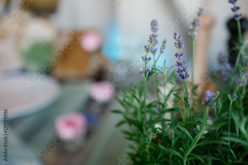 Tiny violet flowers of lavander