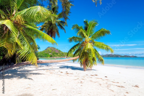 Fototapeta Naklejka Na Ścianę i Meble -  Tropical beach. Palm trees on white sand in paradise island.. Tropical seascape. 