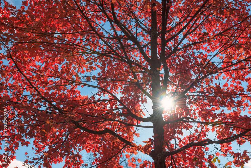 Sunlight at red maple tree, background