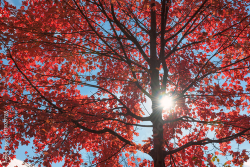 Obraz na płótnie Sunlight at red maple tree, background w salonie
