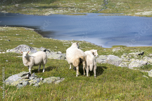 sheep and lake on Tindevegen road in Norway photo