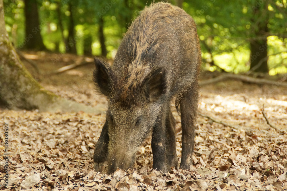 Ein junges Wildschwein sucht Futter im Wald Ein junges Wildschwein sucht Futter im Wald