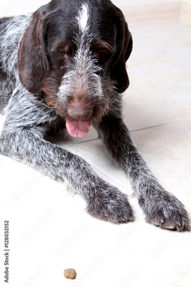 dog hunter drathaar looking at a single piece of dry dog food lying on floor