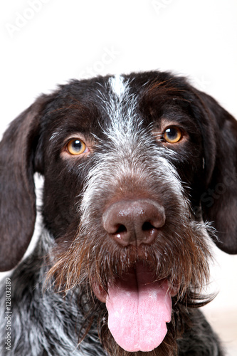 portrait of a dog hunter closeup drathaar