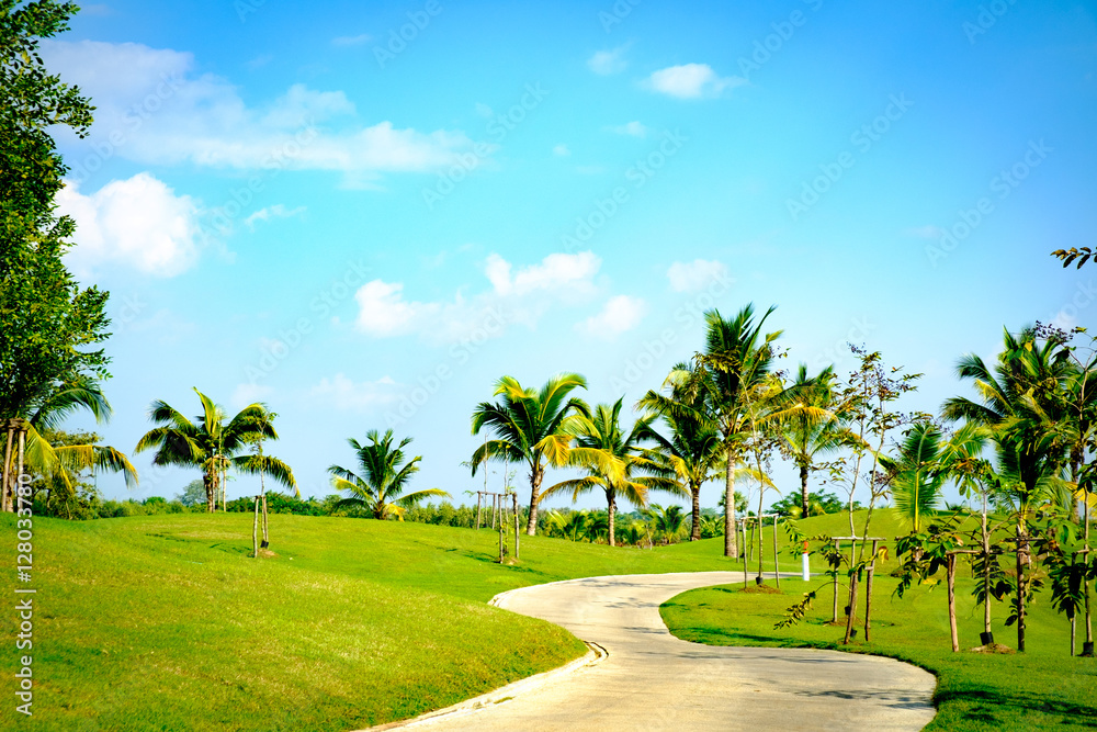 cart path in garden clear sky and coconut tree background