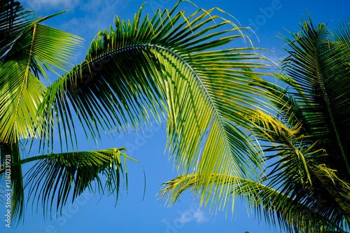 coconut tree leaf blue sky for background and backdrop use