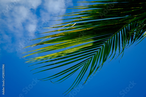 coconut tree leaf blue sky for background and backdrop use photo