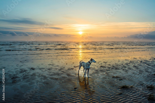 Dog On Dawn Beach photo