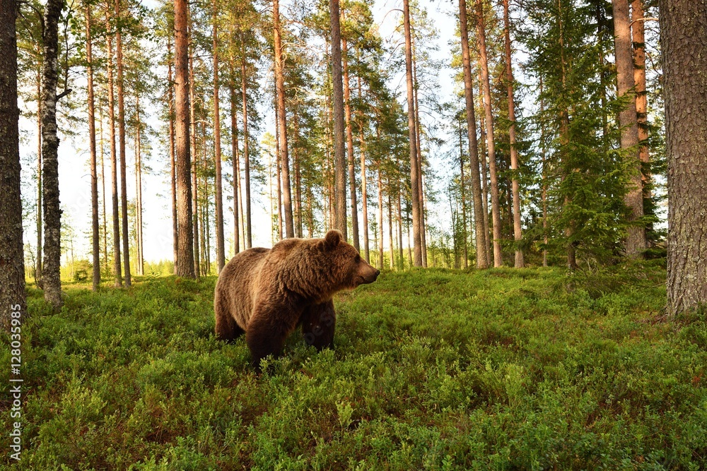 Fototapeta premium European brown bear in forest landscape. Bear in forest scenery. Wide angle view.