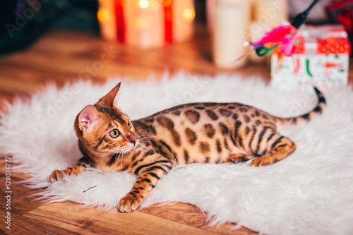 Bengalkatze