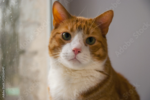 Red Cat looking rain in window.