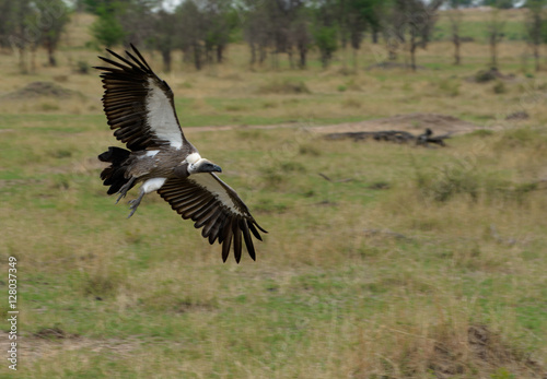Vulture approaching to land © Brian