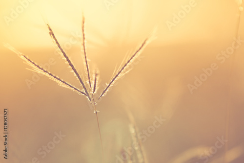 Soft focus flowers background. Blur photo for background. Warm color style. © kokliang1981