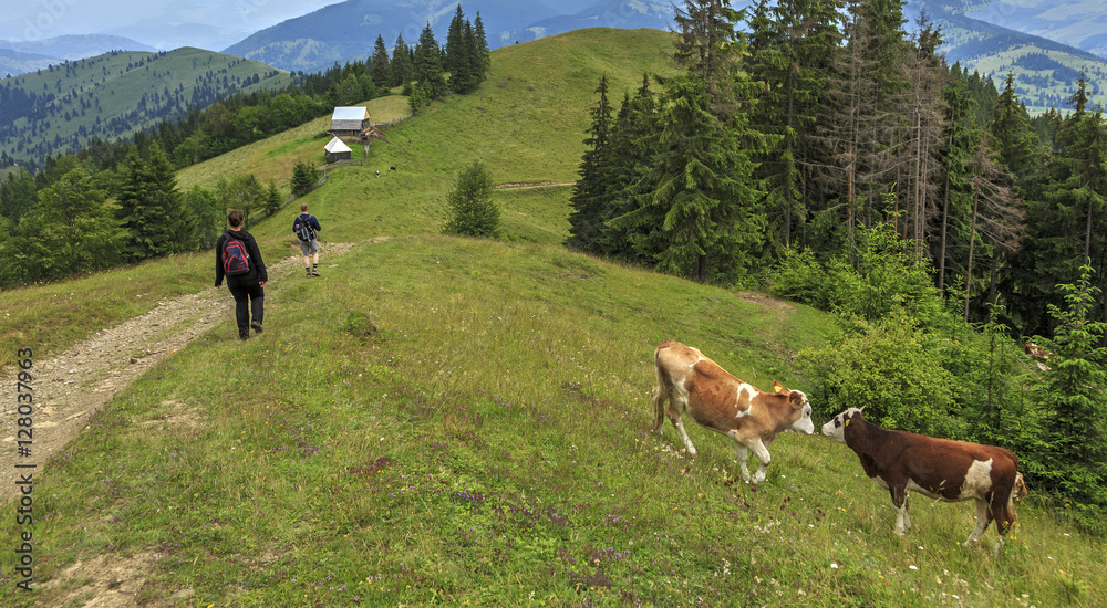 Turists and cows on the hill