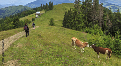 Turists and cows on the hill