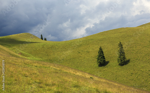 Lonely trees on hill © alpinetrail