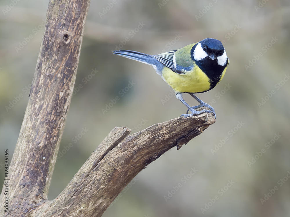 Obraz premium Great Tit