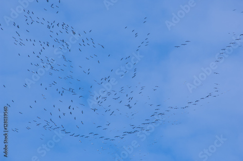 Cranes flying against a blue sky