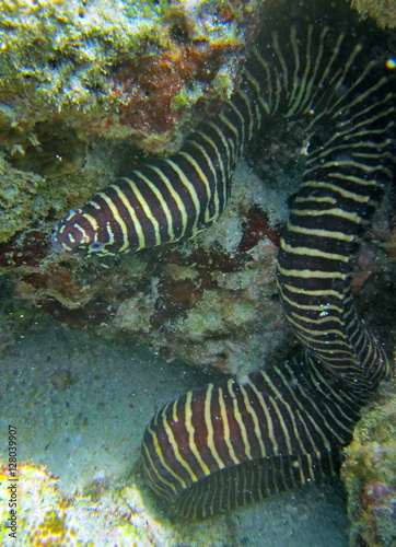 Gymnomuraena zebra.