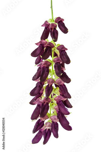 Mucuna pruriens flower photo