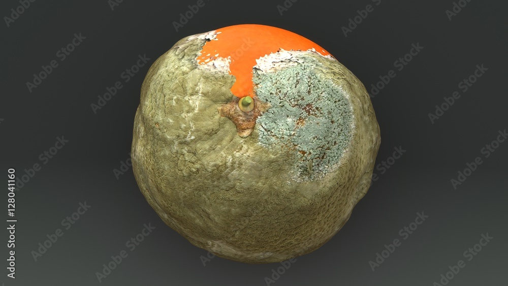 Rotten orange Rotten orange