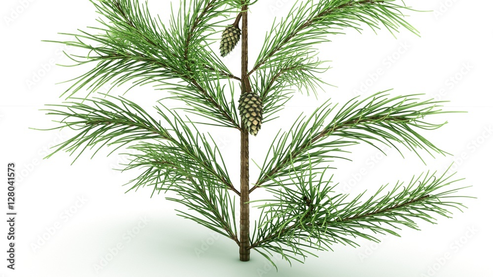 Naklejka premium Conifer Leaf