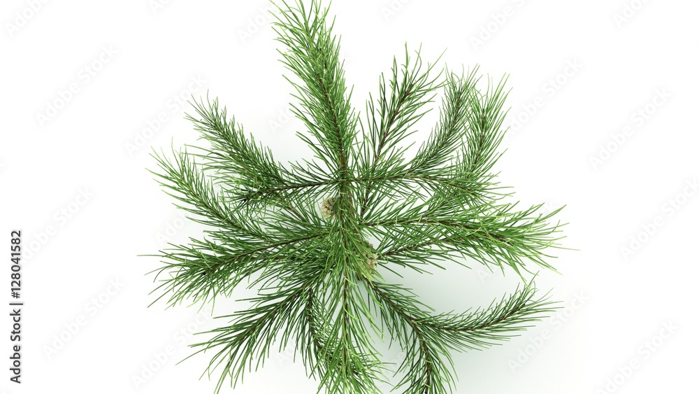 Conifer Leaf Conifer Leaf