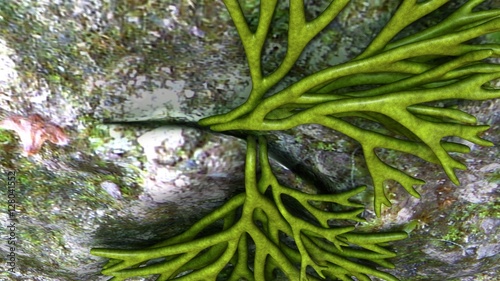 Foto Codium