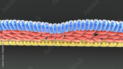 Endoderm and Mesoderm