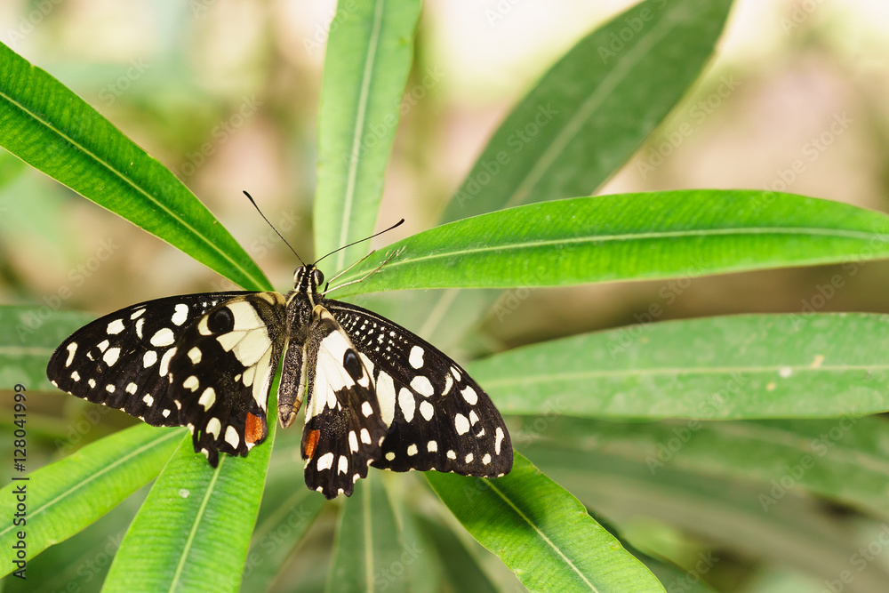 Fototapeta premium Papilio Demodocus African or Lemon Papilio (Papilio demodocus)