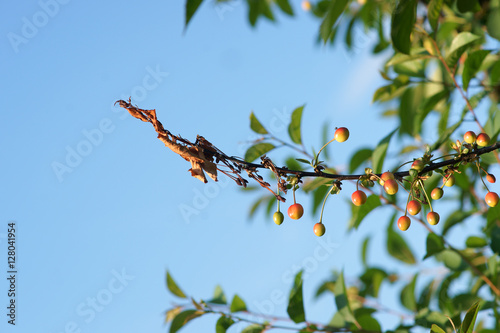 Monilinia laxa on cherries