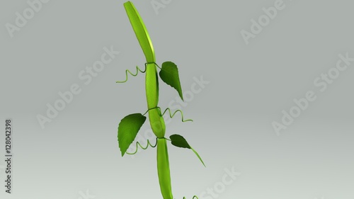 Fotografi Cissus