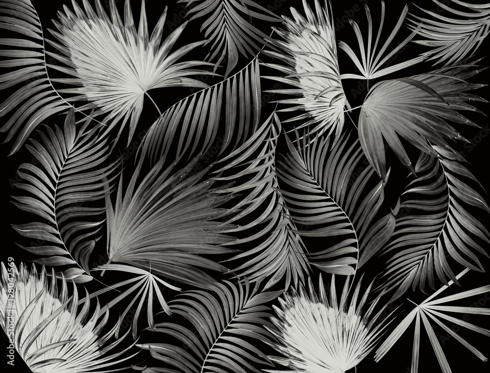 Naklejka premium leaves of palm tree background