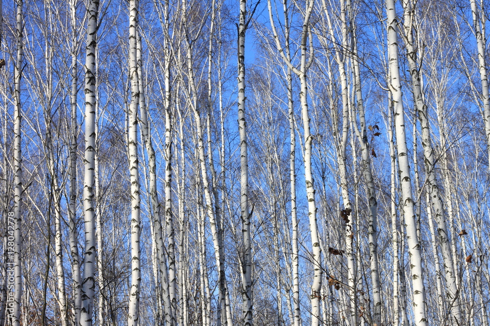 Beautiful landscape with white birches against blue sky. Birch trees in bright sunshine. Birch grove in autumn. The trunks of birch trees with white bark. Beautiful landscape with white birches against blue sky. Birch trees in bright sunshine. Birch grove in autumn. The trunks of birch trees with white bark.