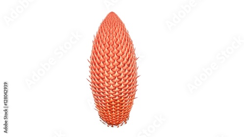 Cycas male cone photo