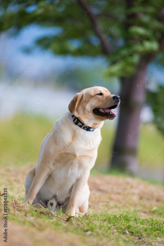 Labrador Retriever sitting on the field.