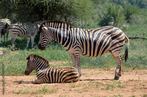 Zebra and foal