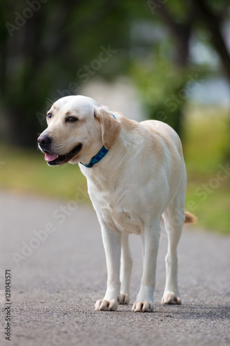 Labrador Retriever standing on the road.