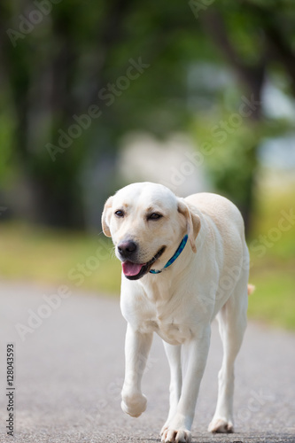 Labrador Retriever walking on the road.