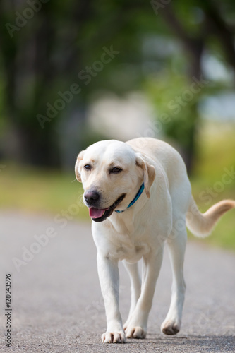 Labrador Retriever walking on the road.
