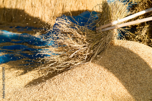 фотографія Farmers threshing Thailand.