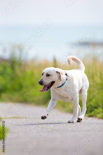 Labrador Retriever running near the coast, his tongue hangs out of his mouth.