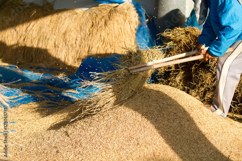 Foto Farmers threshing Thailand.